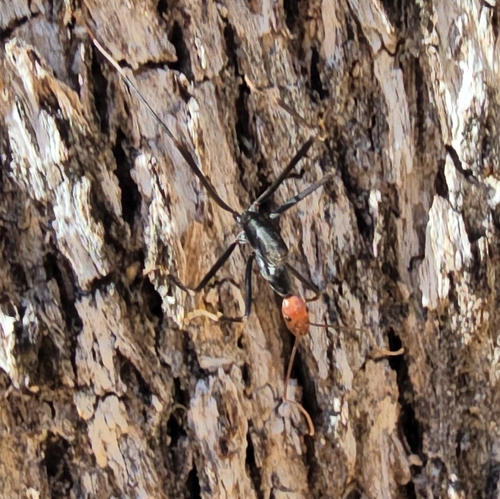 Red-headed Spider Ant