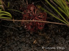 Drosera burkeana
