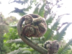 Cyathea horrida