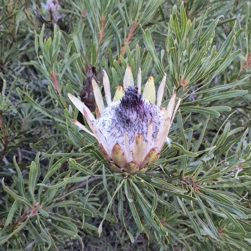 Protea longifolia, photograph 3