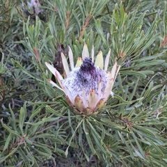 Protea longifolia, photograph (c) Henry de Lange, some rights reserved (CC BY)