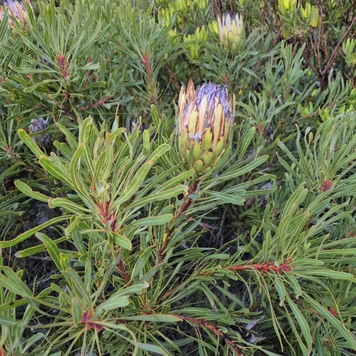 Protea longifolia, photograph 4