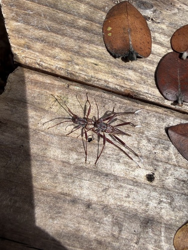 Plagithmysus concolor observed 2026-08-05