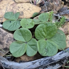 Oxalis truncatula, photograph (c) Henry de Lange, some rights reserved (CC BY)