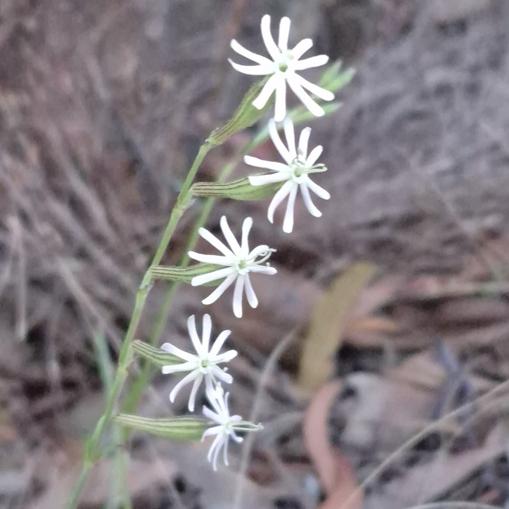 Silene burchellii; photograph (c) Henry de Lange, some rights reserved (CC BY)