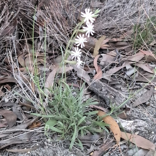 Silene burchellii, photograph 1