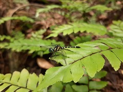 Tetrathemis yerburii