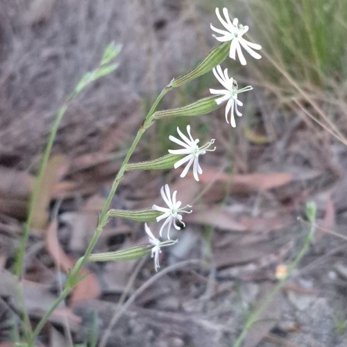 Silene burchellii, photograph 2