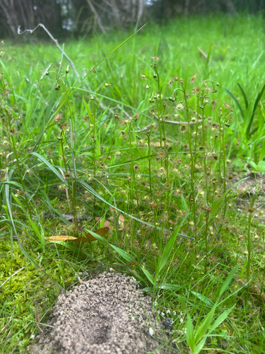 Tall sundew