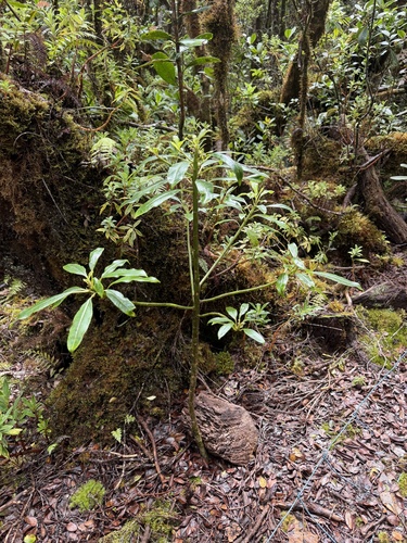 Clermontia fauriei, 2026-07-08