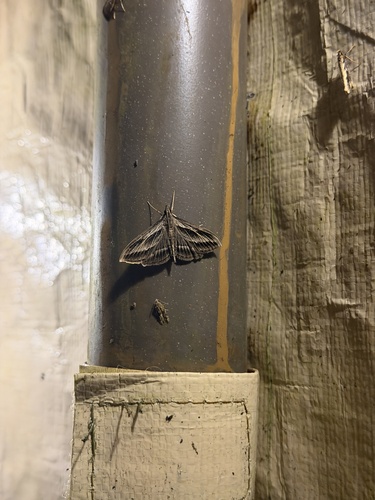 Omiodes accepta observed 2026-07-09