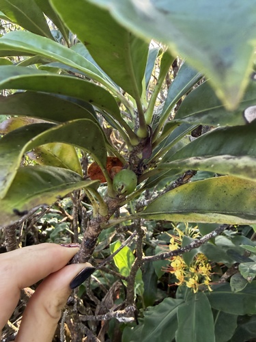 Scaevola glabra observed 2026-08-18