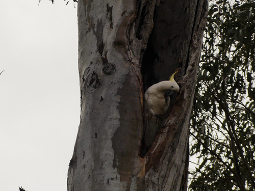 Sulphur-crested Cockatoo