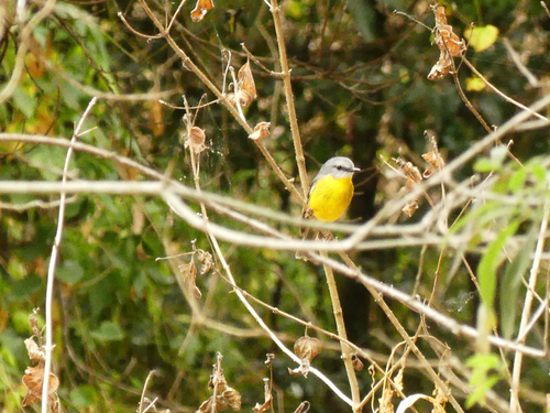 Eastern Yellow Robin