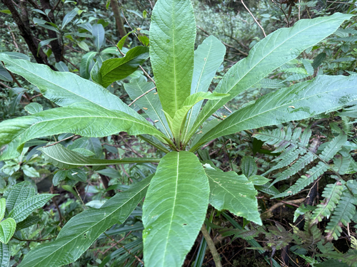 Cyanea hirtella observed 2026-08-18