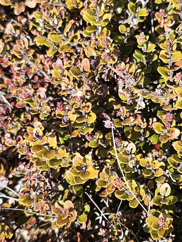 Gaultheria colensoi observed 2026-08-21