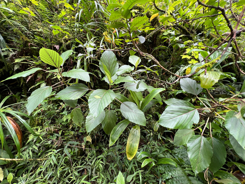 Touchardia latifolia observed 2026-08-18