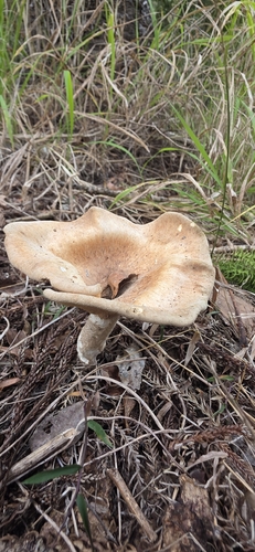 Pleurotus tuber-regium observed 2026-08-22