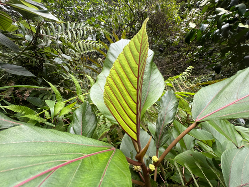 Touchardia latifolia observed 2026-08-18