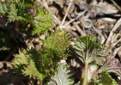 Urtica platyphylla