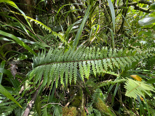 Asplenium caudatum, 2026-08-18