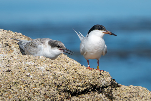 iNaturalist image