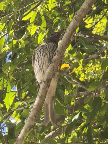 Australasian Figbird