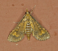 Niphograpta albiguttalis