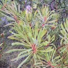 Protea longifolia, photograph (c) Henry de Lange, some rights reserved (CC BY)