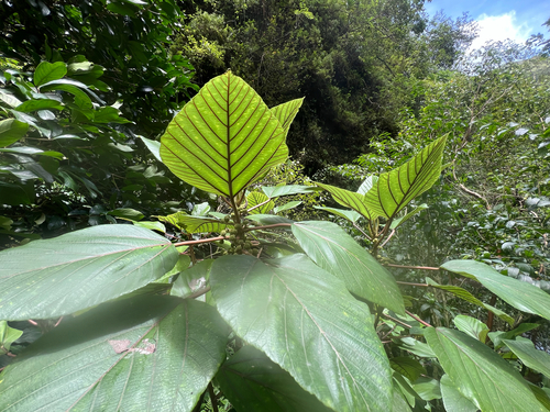 Touchardia latifolia observed 2026-08-18