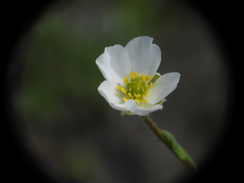 Ranunculus kuepferi