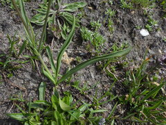 Ranunculus kuepferi, photograph (c) Yves Bas, some rights reserved (CC BY)
