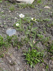 Ranunculus kuepferi, photograph (c) Yves Bas, some rights reserved (CC BY)