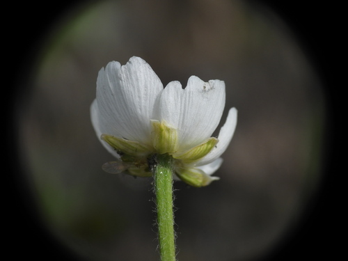 Ranunculus kuepferi, photograph 1