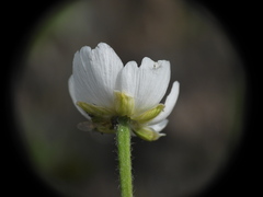 Ranunculus kuepferi, photograph (c) Yves Bas, some rights reserved (CC BY)