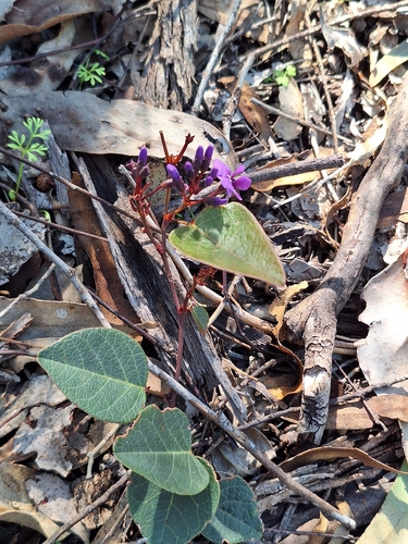 False Sarsaparilla