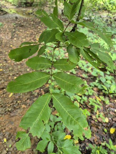Schleichera oleosa observed 2026-08-22