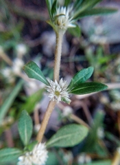 Alternanthera sessilis