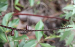 Bulbophyllum maximum
