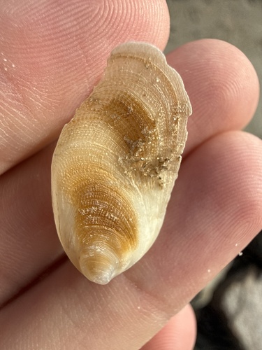 Vulsella ovata observed 2026-08-22