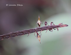 Bulbophyllum maximum