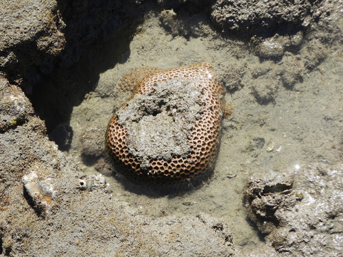 Coelastrea aspera observed 2026-08-22