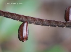 Bulbophyllum maximum