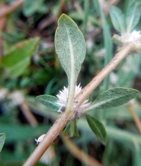 Alternanthera sessilis