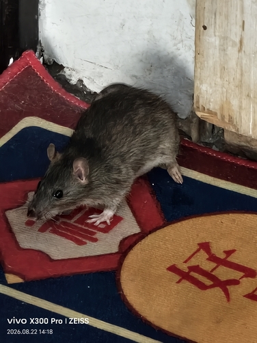 Brown Rat