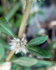 Alternanthera sessilis
