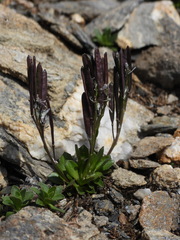 Arabis caerulea, photograph (c) Yves Bas, some rights reserved (CC BY)