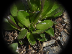 Arabis caerulea