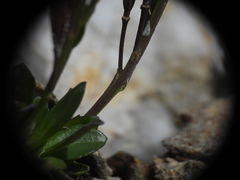 Arabis caerulea, photograph (c) Yves Bas, some rights reserved (CC BY)