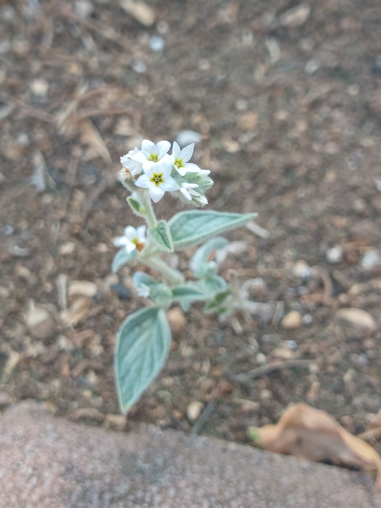Heliotropium bovei (Heliotropium bovei)